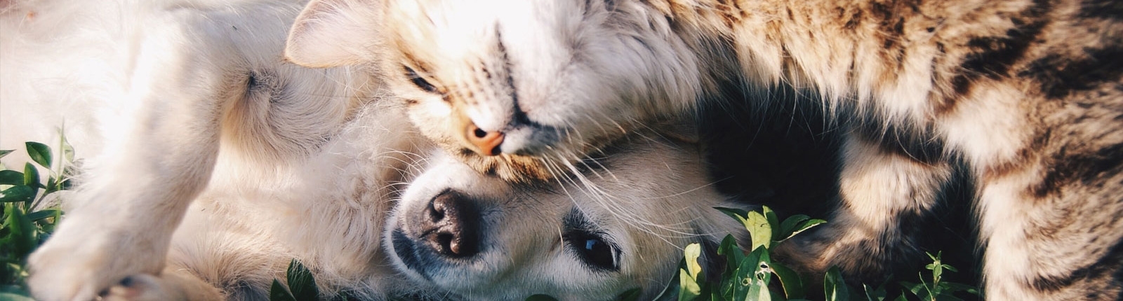 Productos y alimentos para tus amigos de cuatro patas